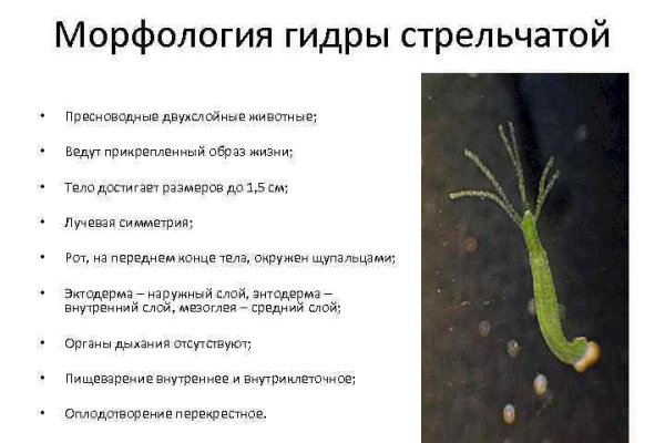 Где купить наркоты