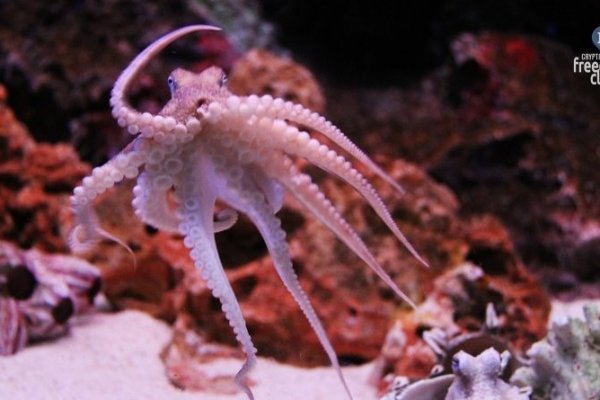 Kraken ссылка kraken link24 info