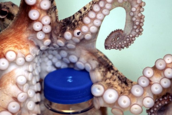 Kraken домен