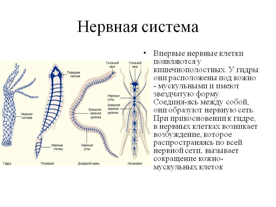 Кракен зеркало сайта